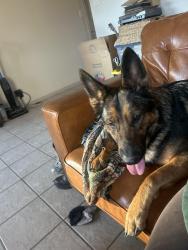 Found/Stray Female Dog last seen Rancho La Mission , San Antonio, TX 78223
