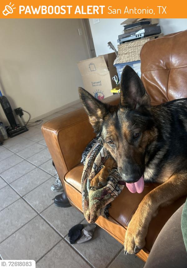 Found/Stray Female Dog last seen Rancho La Mission , San Antonio, TX 78223