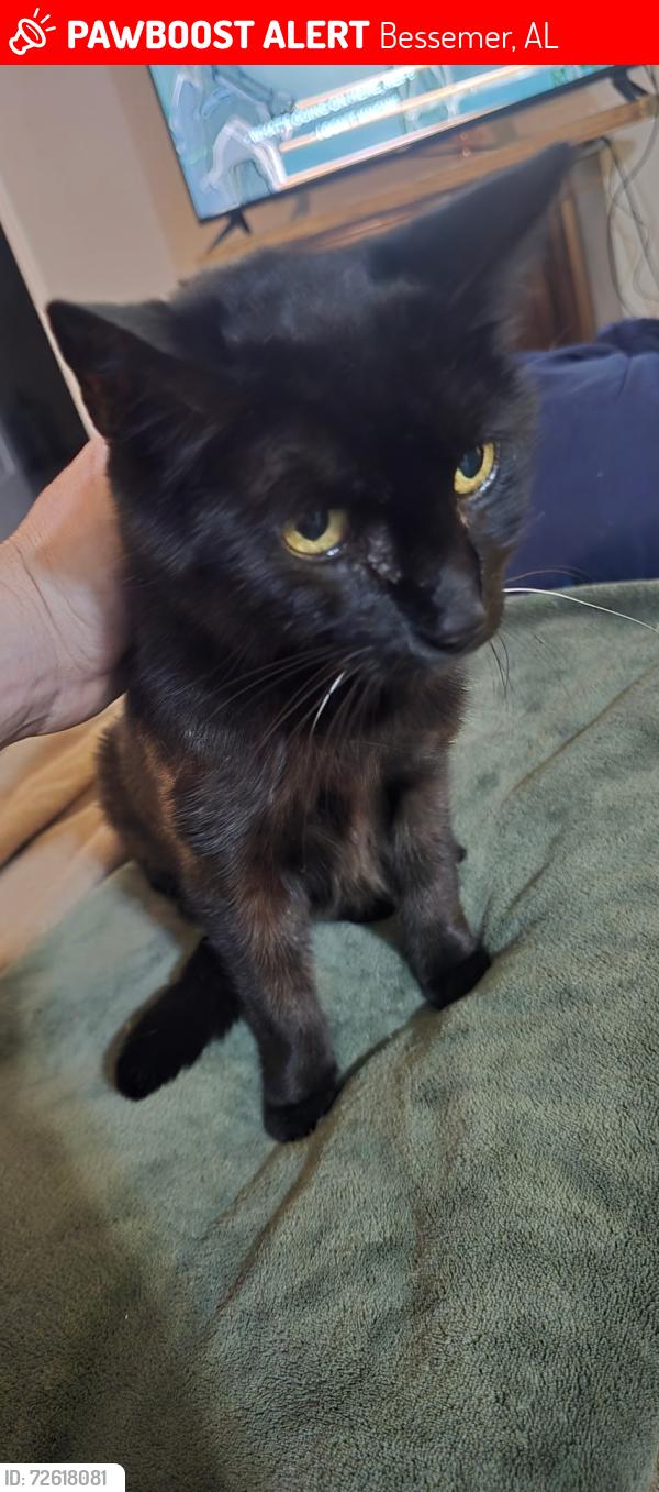 Lost Female Cat last seen Avenues of Lakeshore apmts , Bessemer, AL 35020