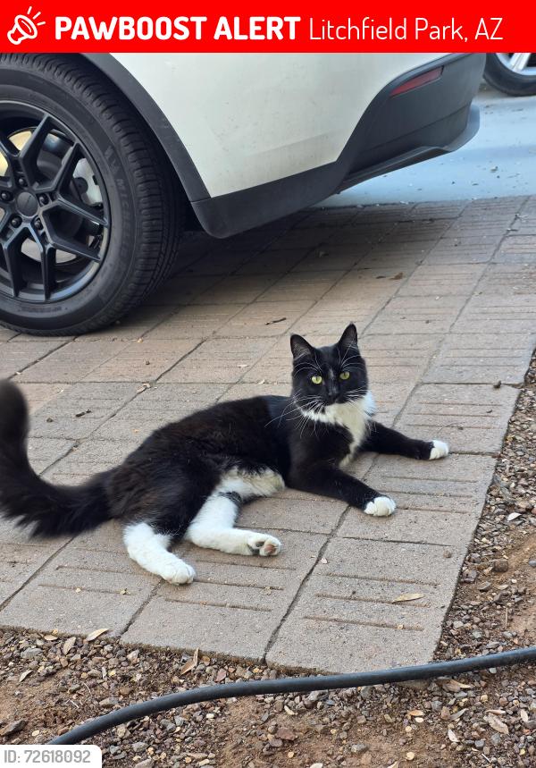 Lost Male Cat last seen 124th Ln and W El Nido Ln, Litchfield Park, Litchfield Park, AZ 85340