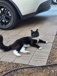 Lost Male Cat last seen 124th Ln and W El Nido Ln, Litchfield Park, Litchfield Park, AZ 85340
