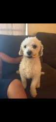 Lost Male Dog last seen 62nd Ave and college deive, Phoenix, AZ 85033