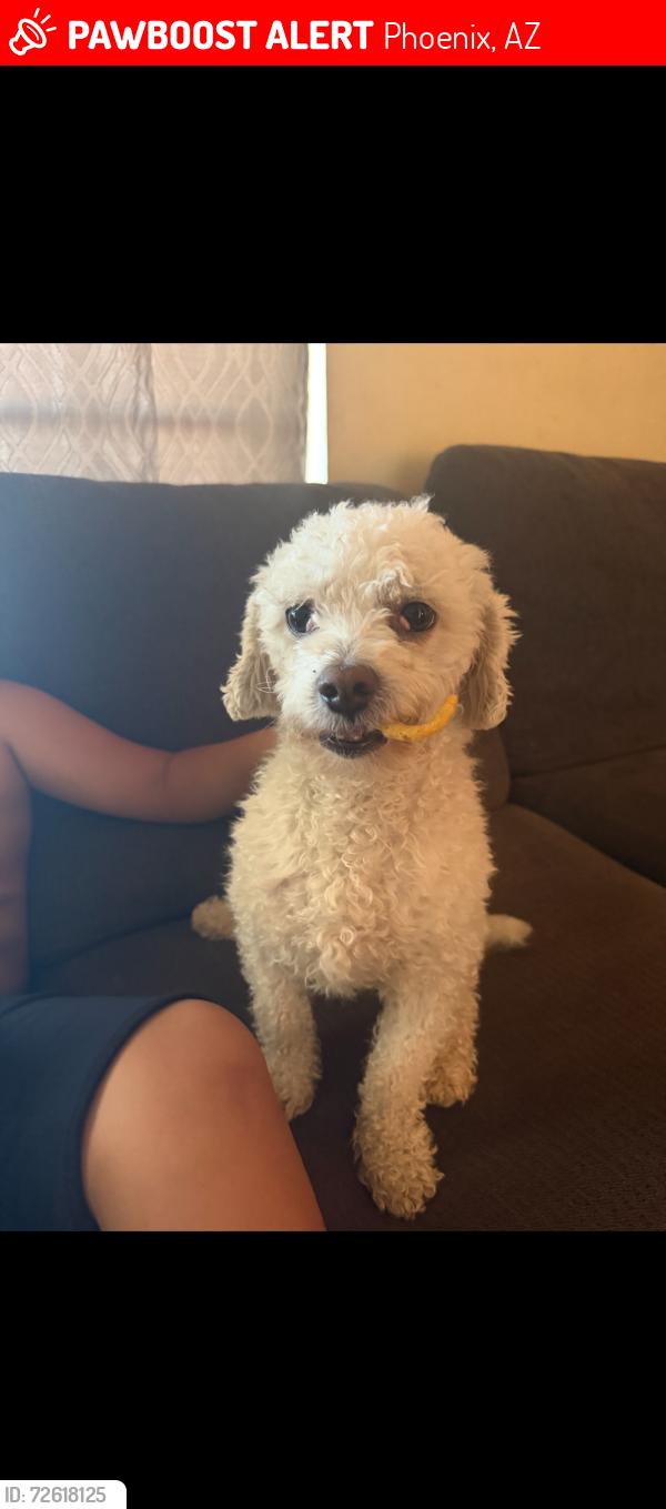 Lost Male Dog last seen 62nd Ave and college deive, Phoenix, AZ 85033