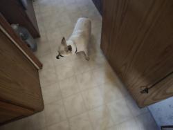 Lost Male Dog last seen Jorgens rd, Newport, WA 99156