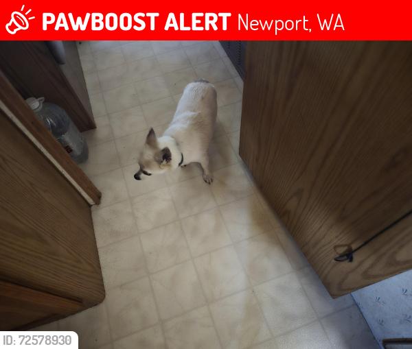 Lost Male Dog last seen Jorgens rd, Newport, WA 99156