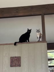 Lost Male Cat last seen Marine View Dr SW, Normandy Park, WA 98166