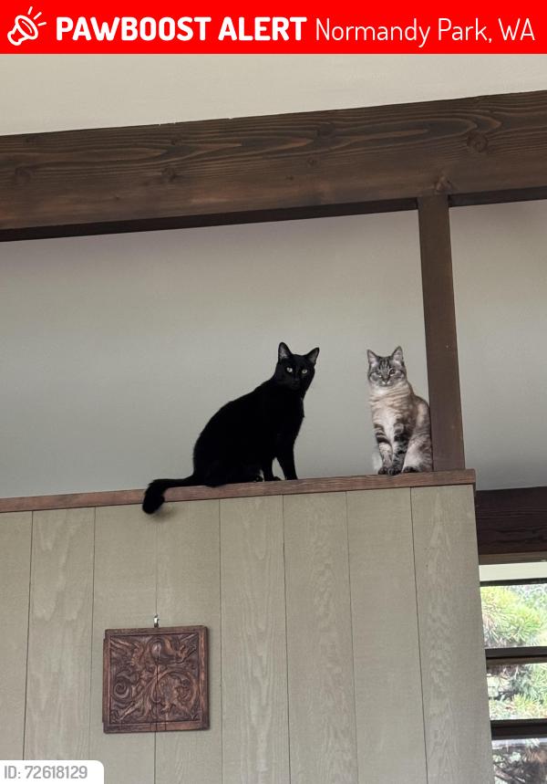 Lost Male Cat last seen Marine View Dr SW, Normandy Park, WA 98166