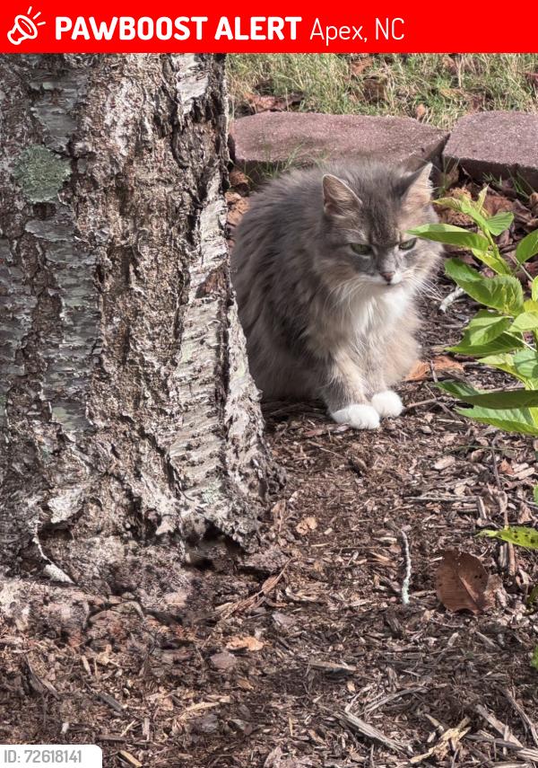 Lost Female Cat last seen Kentshire Place, Apex, NC 27523