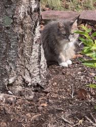 Lost Female Cat last seen Kentshire Place, Apex, NC 27523