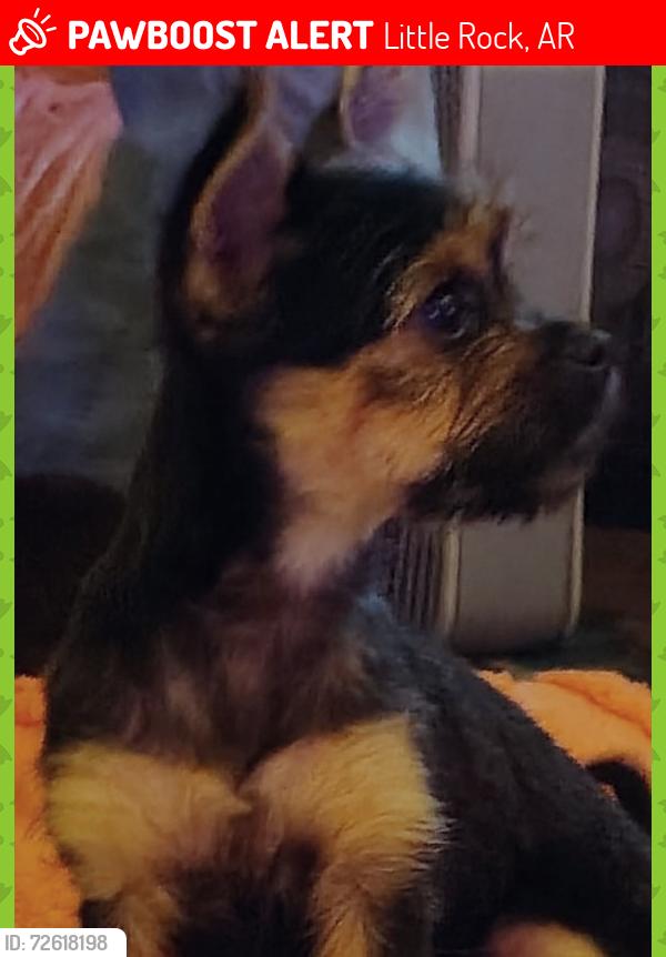Lost Female Dog last seen Flicker Ln and Bingham Rd. I 530 exit 12, Little Rock, AR 72206