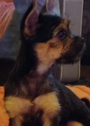 Lost Female Dog last seen Flicker Ln and Bingham Rd. I 530 exit 12, Little Rock, AR 72206