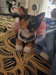 Lost Female Cat last seen Derbyshire dr and Burroughs off Panama , Bakersfield, CA 93307