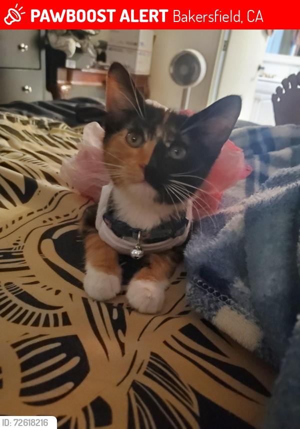 Lost Female Cat last seen Derbyshire dr and Burroughs off Panama , Bakersfield, CA 93307