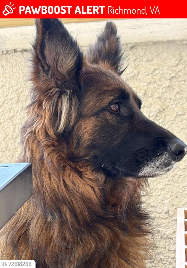 Lost Female Dog last seen Kingsland Road and Buffin Road, Henrico, VA 23231