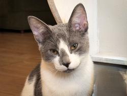 Lost Male Cat last seen Aji Sai Japanese Restaurant , Peterborough, ON K9H 3H7