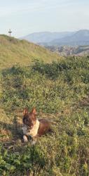 Lost Male Dog last seen Near Vasquez canyond es , Santa Clarita, CA 91351