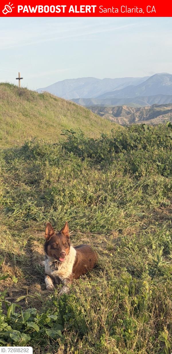 Lost Male Dog last seen Near Vasquez canyond es , Santa Clarita, CA 91351