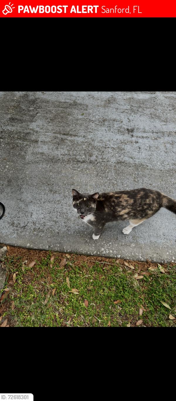 Lost Female Cat last seen Placid Lake Drive/ Airport Blvd, Sanford, FL 32773