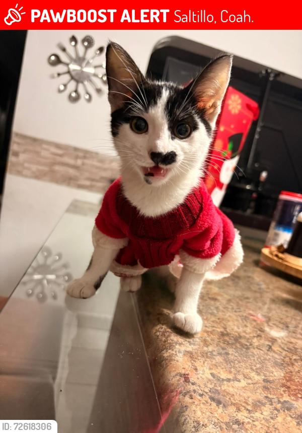 Lost Female Cat last seen colonia lucio blanco calle juan berlanga, Saltillo, Coah. 