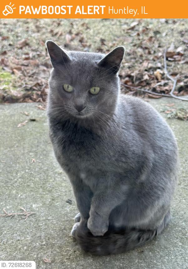 Found/Stray Unknown Cat last seen Timer drive w, Huntley, IL 60142