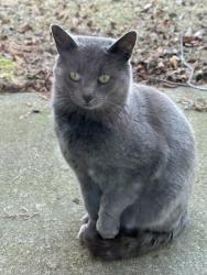 Found/Stray Unknown Cat last seen Timer drive w, Huntley, IL 60142