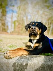 Found/Stray Male Dog last seen Bankhead Hwy and Northside Dr, Carrollton, GA 30117