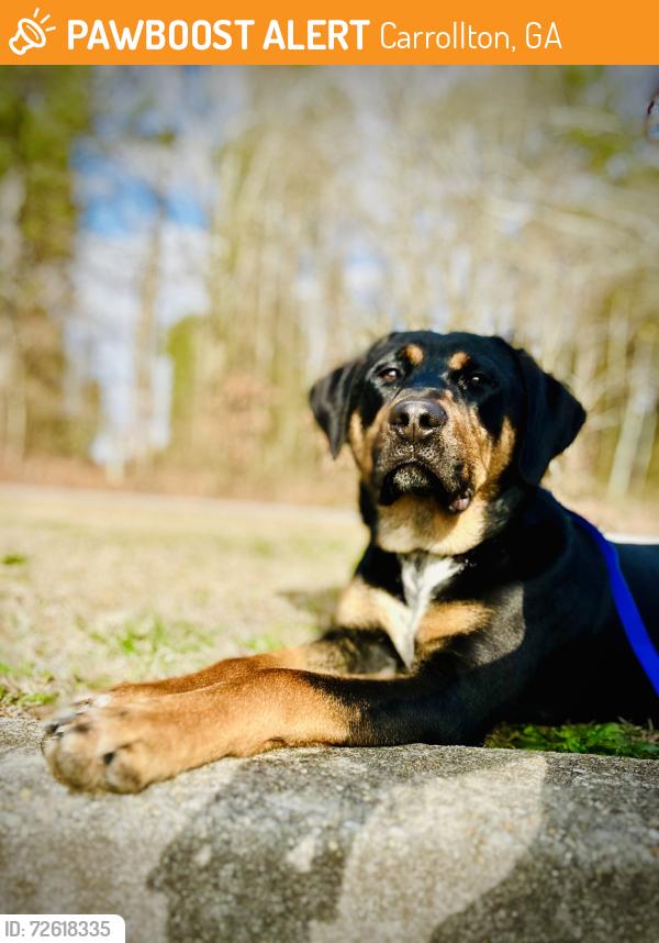 Found/Stray Male Dog last seen Bankhead Hwy and Northside Dr, Carrollton, GA 30117