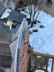 Found/Stray Unknown Cat last seen 53rd/56th Bayside Hills, Queens, NY 11364
