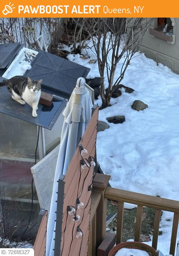 Found/Stray Unknown Cat last seen 53rd/56th Bayside Hills, Queens, NY 11364