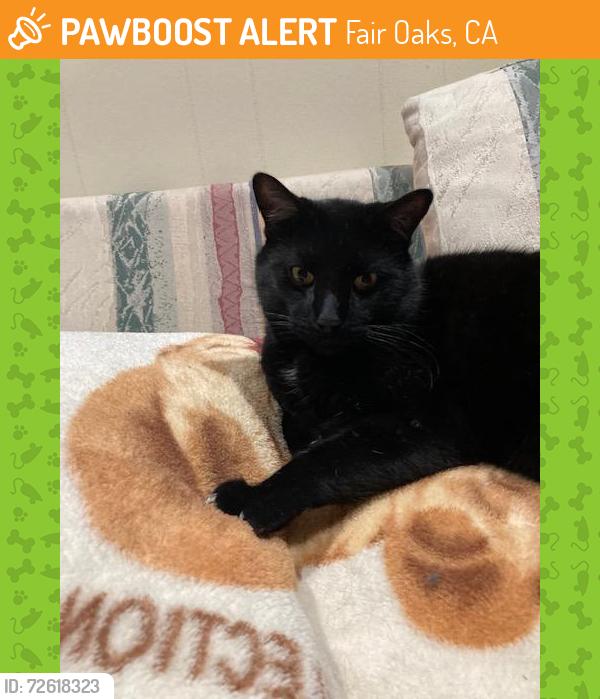 Found/Stray Male Cat last seen Primrose, Fair Oaks, CA 95628