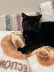 Found/Stray Male Cat last seen Primrose, Fair Oaks, CA 95628