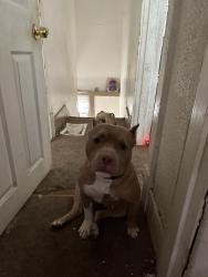 Lost Female Dog last seen Grand and Natural Bridge Area; Fairground Park , St. Louis, MO 63107