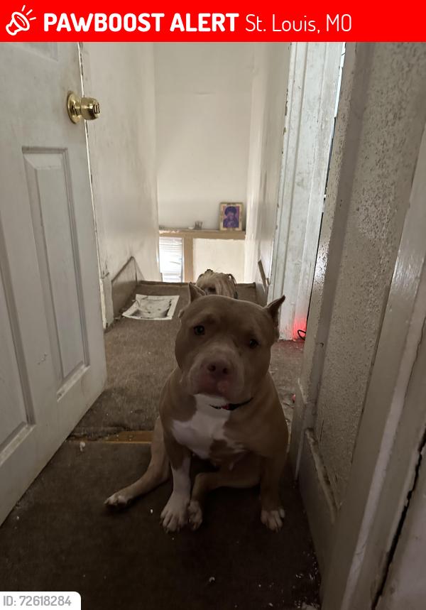 Lost Female Dog last seen Grand and Natural Bridge Area; Fairground Park , St. Louis, MO 63107