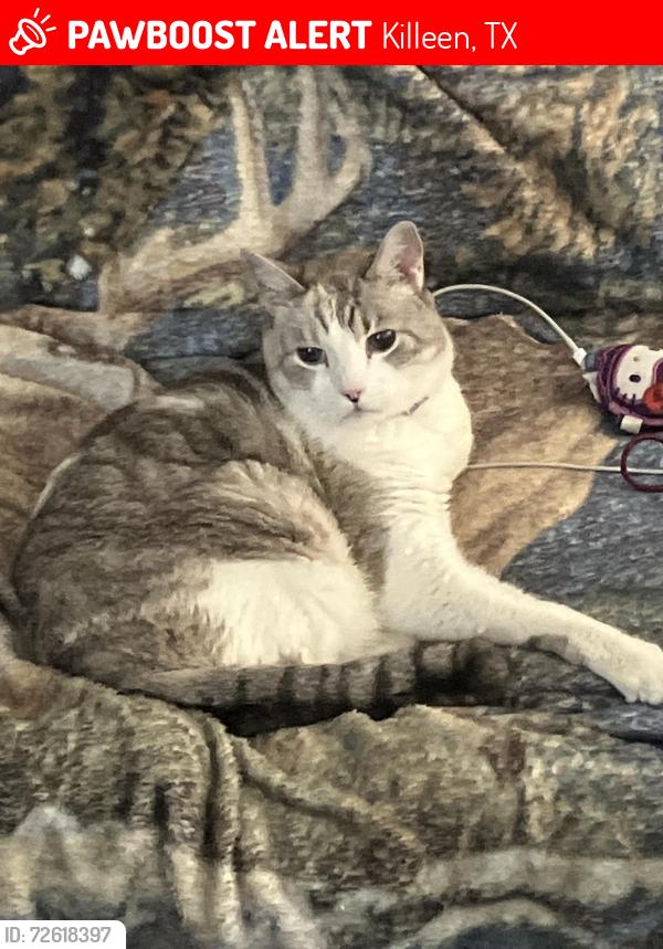Lost Male Cat last seen Village at Fox Creak, Killeen, TX 76543