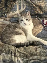 Lost Male Cat last seen Village at Fox Creak, Killeen, TX 76543