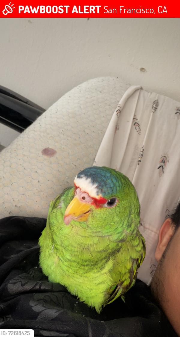 Lost Female Bird last seen between the Geary Ave and the ST lift SAN FRANCISCO , San Francisco, CA 94118