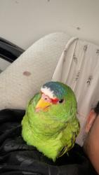Lost Female Bird last seen between the Geary Ave and the ST lift SAN FRANCISCO , San Francisco, CA 94118