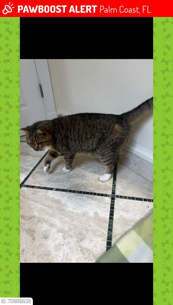 Lost Unknown Cat last seen Don’t know, Palm Coast, FL 32164