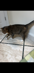 Lost Unknown Cat last seen Don’t know, Palm Coast, FL 32164