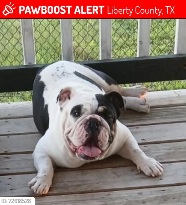 Lost Female Dog last seen Road 5731, Cleveland Texas, Liberty County, TX 77327