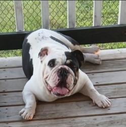 Lost Female Dog last seen Road 5731, Cleveland Texas, Liberty County, TX 77327
