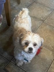 Lost Male Dog last seen Conflans rd & Belt Line, Irving, TX 75061