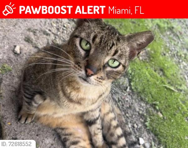 Lost Female Cat last seen Mr Food Store, Miami, FL 33172
