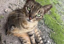 Lost Female Cat last seen Mr Food Store, Miami, FL 33172