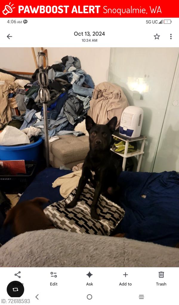 Lost Male Dog last seen Near se reining rd, Snoqualmie, WA 98065