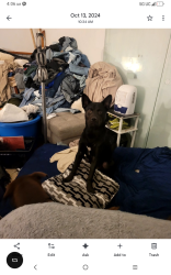 Lost Male Dog last seen Near se reining rd, Snoqualmie, WA 98065