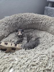 Lost Female Cat last seen 67th Ave and Grovers Ave, Glendale, AZ 85308