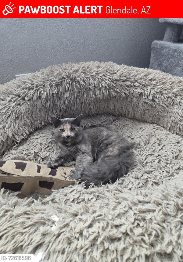 Lost Female Cat last seen 67th Ave and Grovers Ave, Glendale, AZ 85308