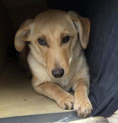 Found/Stray Female Dog last seen Big Spring Gap near Valley View, Bledsoe County, TN 37367