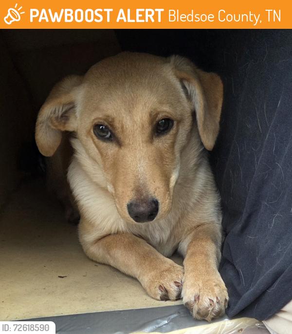 Found/Stray Female Dog last seen Big Spring Gap near Valley View, Bledsoe County, TN 37367